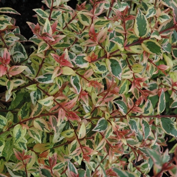 Abelia x grandiflora 'Mardi Gras' PP15203