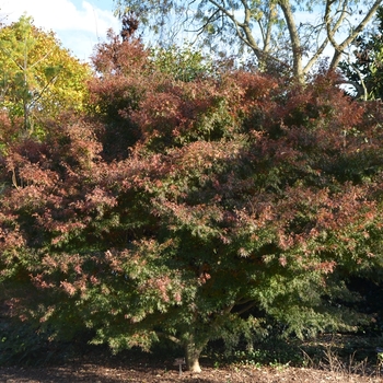 Acer palmatum 'Wou nishiki' 