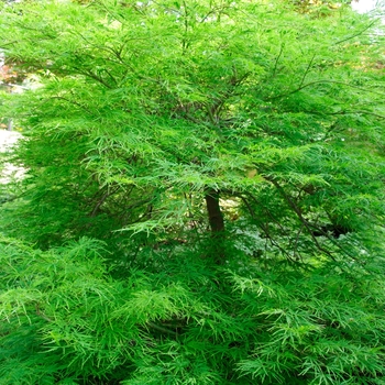 Acer palmatum var. dissectum 'Viridis' 