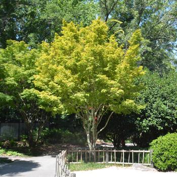 Acer palmatum 'Sango kaku' 