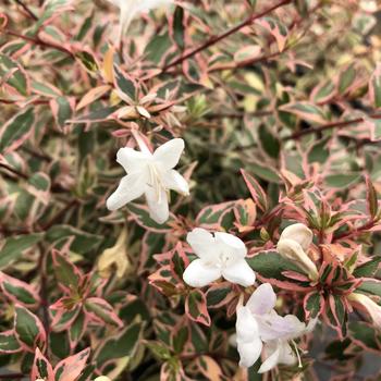Abelia x grandiflora nana 'Pink' 